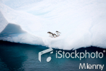 penguins on iceberg antarctica